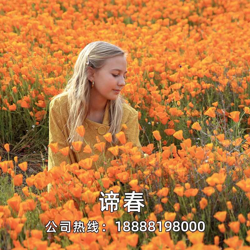 花多绿化种子菱草景观年生宿根花卉喜阴耐寒盆栽室外庭院花种子 - 图0