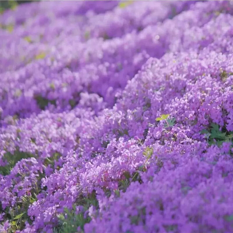 低矮种子耐寒樱花福芝禄考花籽花种四季室外北方阳台见土就活花种-图1