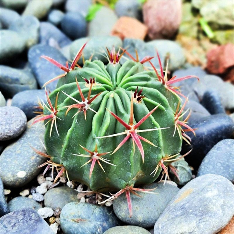 日出仙人球红刺宽刺开花多肉植物好养活易度夏落地室内桌面小盆栽
