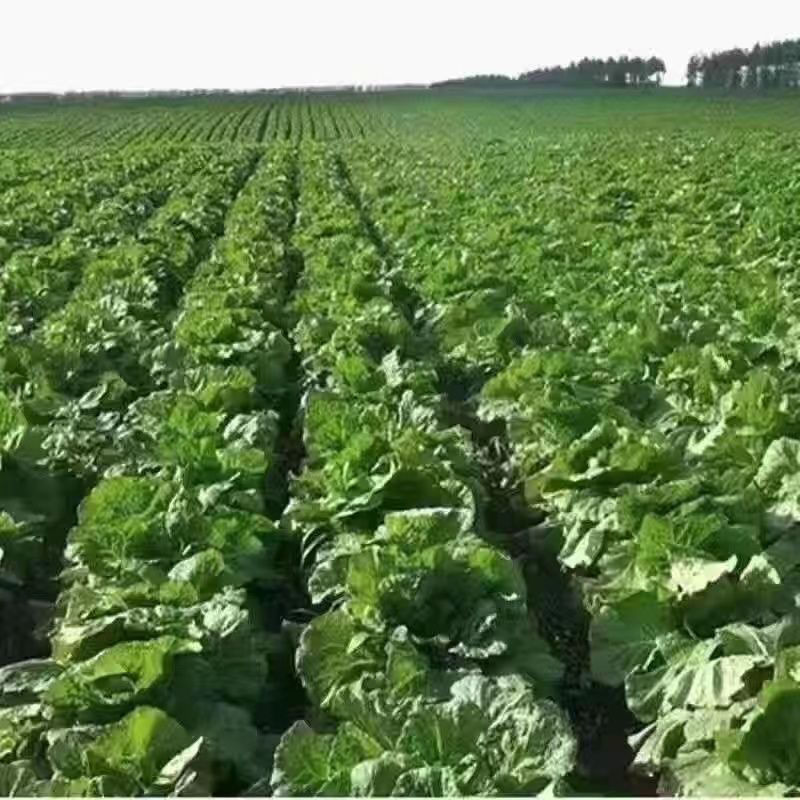 尿素肥料尿素氮肥肥料有机肥氮磷钾肥颗粒化肥种菜种花蔬菜果树花-图1