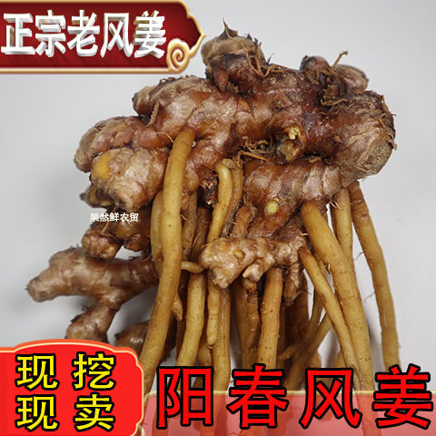 南姜的用途,南姜在广东叫什么,南姜在香料中的作用_大山谷图库