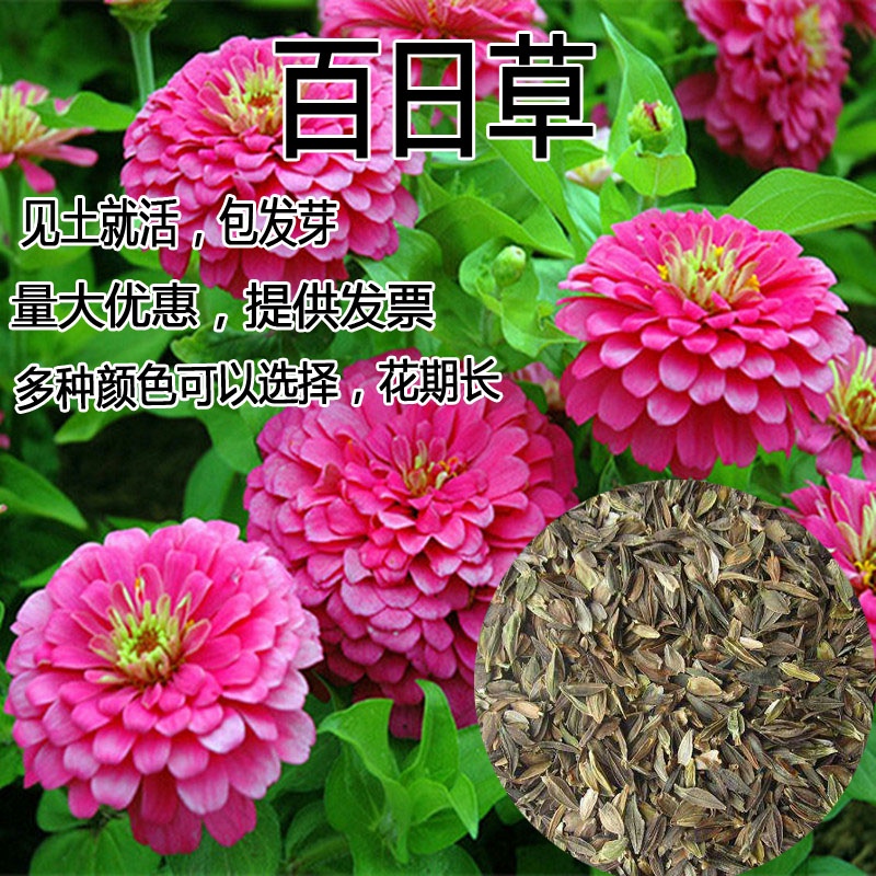 百日草花种子 四季易播步步高花卉种子景观花海百日菊花籽包邮