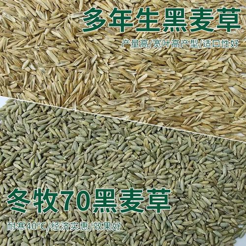 养殖牧草黑麦草种籽多年生耐寒牧草种子畜牧养殖牧草鸡鸭牛羊鱼草 - 图1