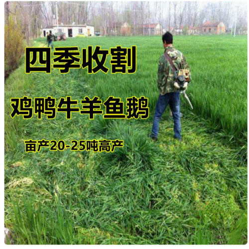 养殖牧草黑麦草种籽多年生耐寒牧草种子畜牧养殖牧草鸡鸭牛羊鱼草 - 图0