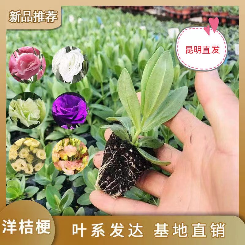 重瓣洋桔梗花苗四季开花阳台庭院室外室内绿植云南产地直发易成活 - 图0