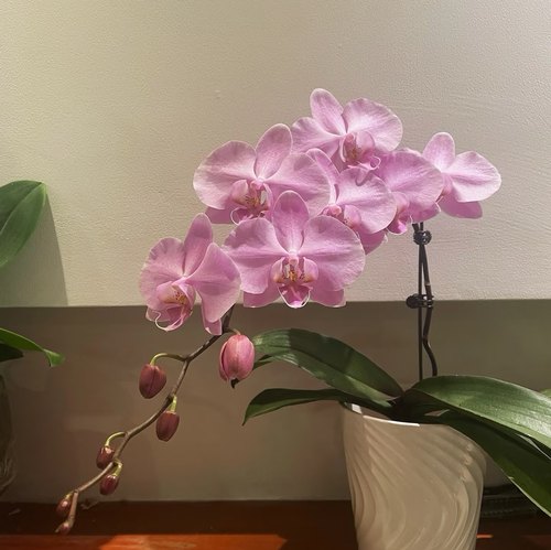 【粉月亮出剑苗】3.0寸蝴蝶兰 仙气飘飘基地直发 包对版 - 图0
