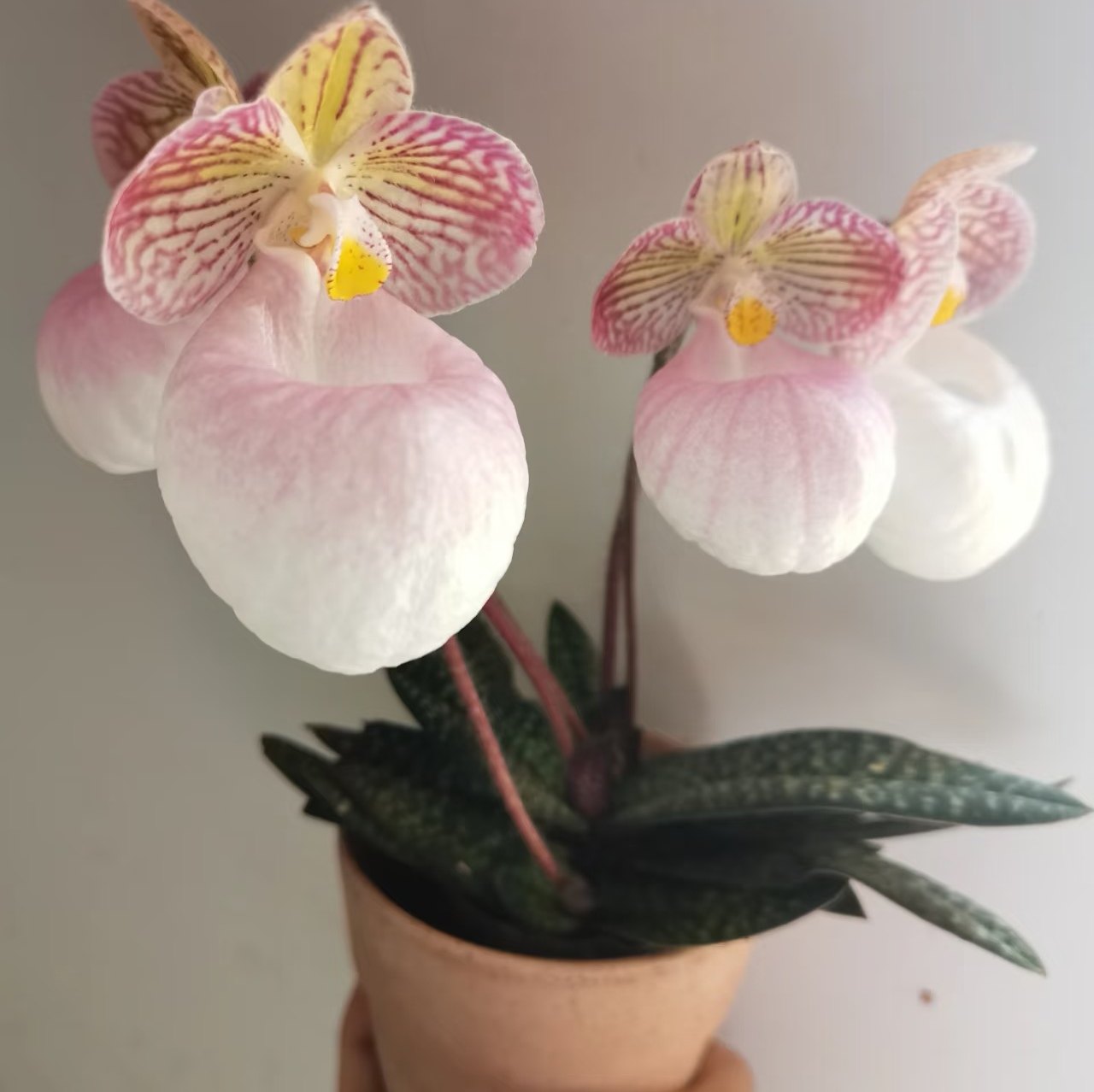 【玉女兜兰】 兰花科 基地直发  包对版,淘宝优惠券,粉丝福利购,淘宝优惠卷