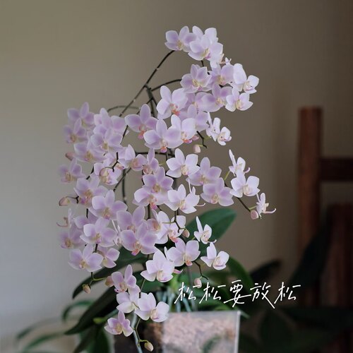 港谷兰业2号链接大花型蝴蝶兰大杯大苗蝴蝶兰苗基地直发包对版 - 图2