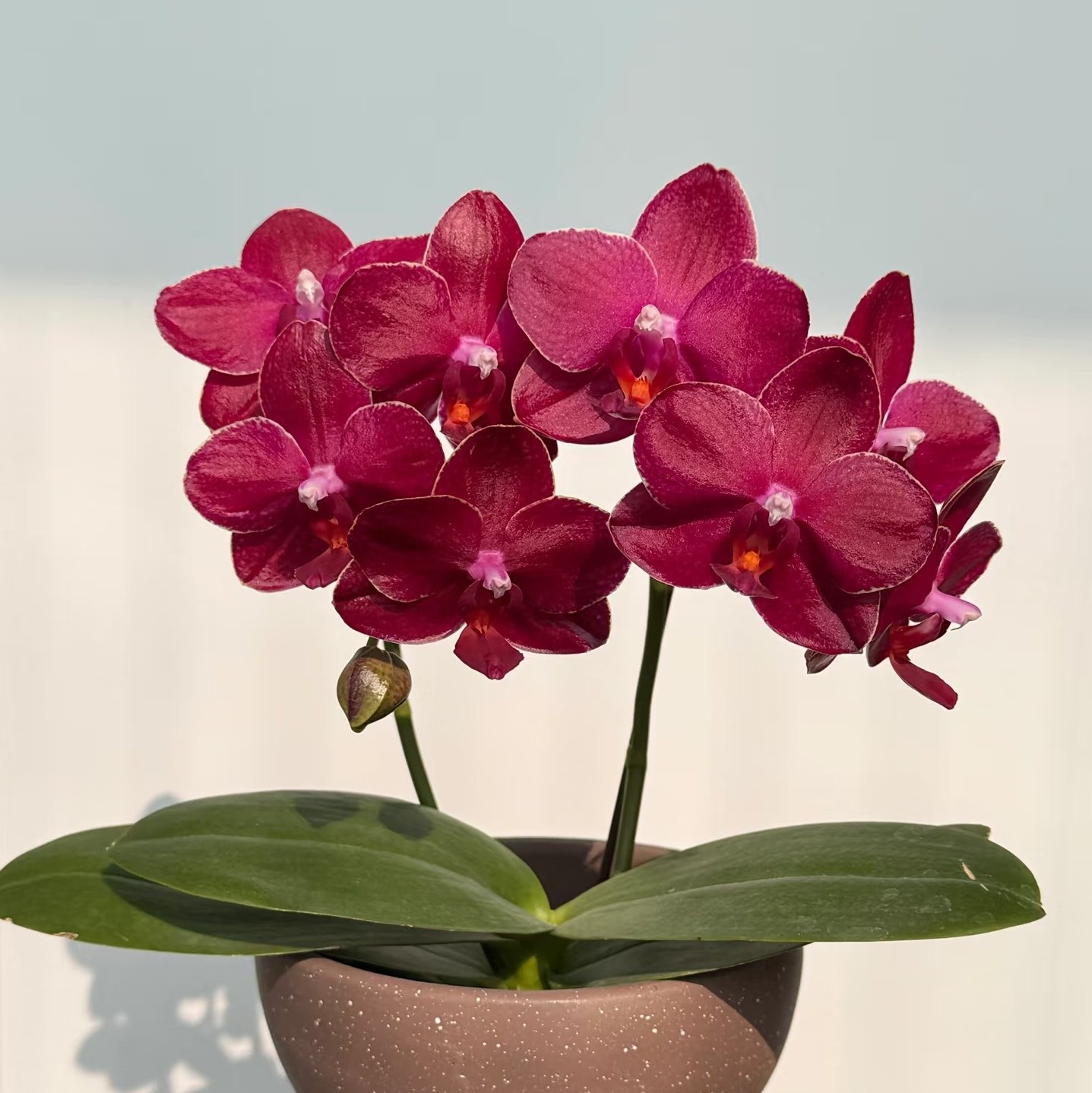 【美杜莎】红色系蜡质花蝴蝶兰苗3.0寸基地直发 包对版,淘宝优惠券,粉丝福利购,淘宝优惠卷