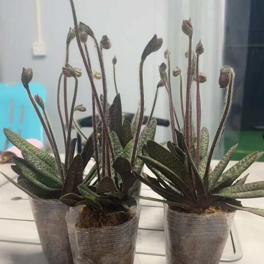 【玉女兜兰】 兰花科 基地直发  包对版,淘宝优惠券,粉丝福利购,淘宝优惠卷