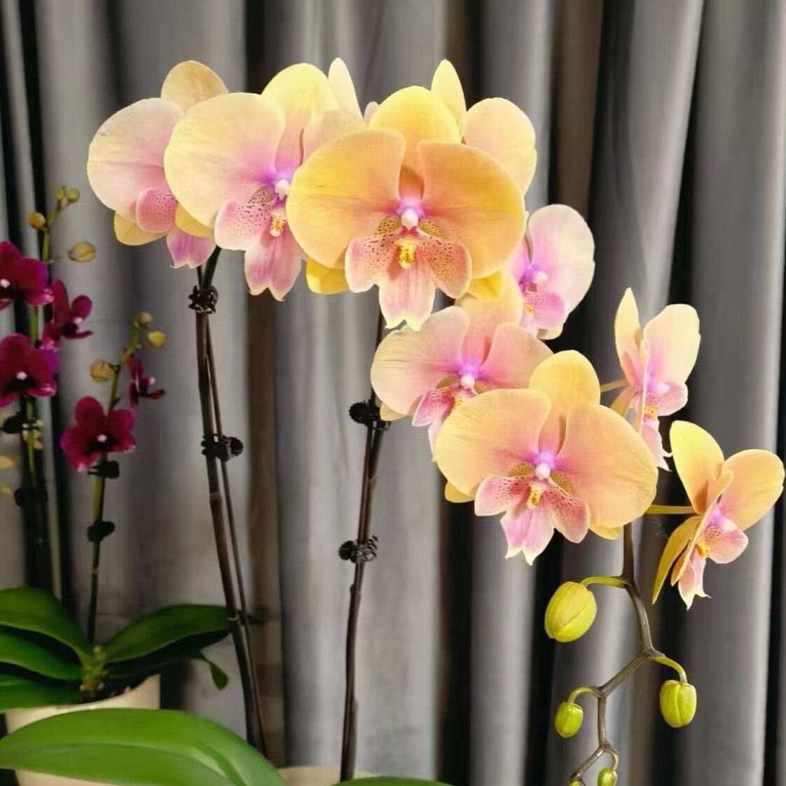 蝴蝶兰【508蜜桃大舌头】3.5寸大杯大苗基地直发包对版,淘宝优惠券,粉丝福利购,淘宝优惠卷