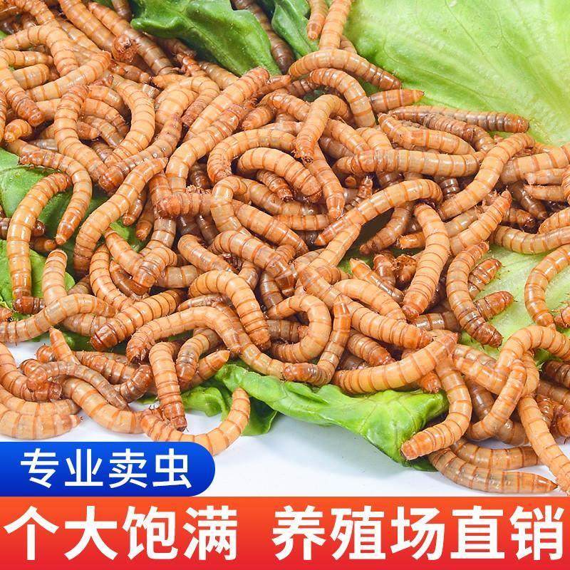 面包虫活体黄粉虫宠物饲料龙鱼蜥蜴龟蛙鸟包邮,淘宝优惠券,粉丝福利购,淘宝优惠卷
