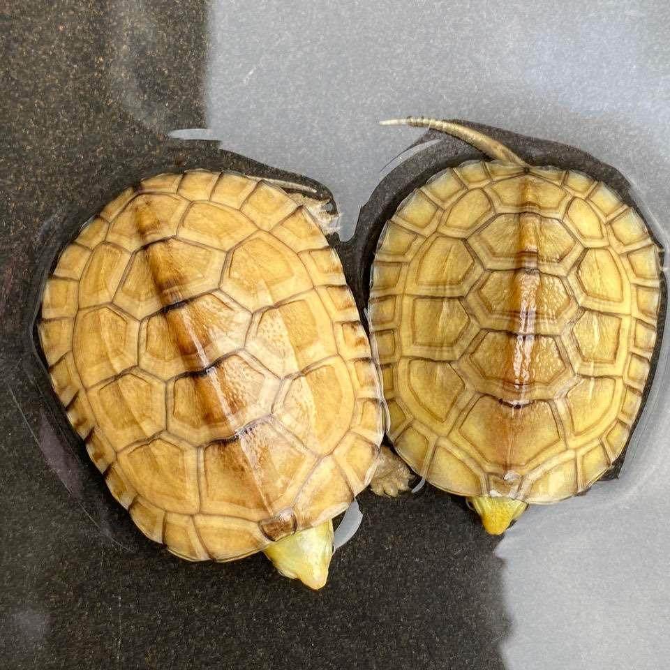 小青皖南龟黄喉拟水乌龟活物南石金钱龟苗观赏纯种活体缘三黄活体,淘宝优惠券,粉丝福利购,淘宝优惠卷