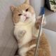 Retractable cat pole massage interactive toy