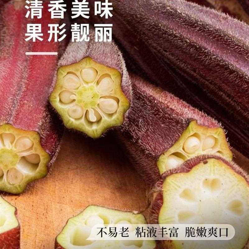 种子秋葵孑种籽春红播早熟秋癸春季蔬莱阳台四季蔬菜仔菜红色-图2