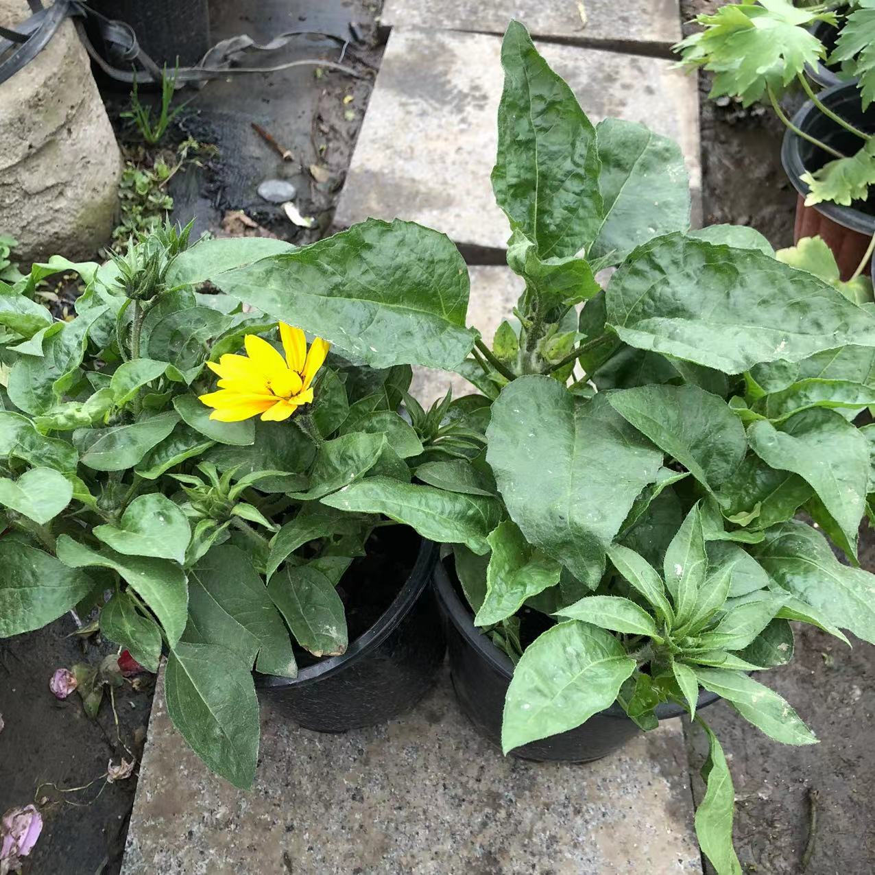 向日葵光辉岁月持续开花阳台庭院花卉植物盆栽苗四季开花花园 - 图2