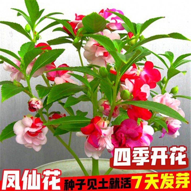 重瓣凤仙花种子四季开花指甲花花草种庭院阳台花种子四季花开花籽 - 图3