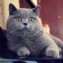 Qingdao local cat house pure breed English short blue cat young cat blue and white dwarf footed cat long hair highland silver-layer silver-point living body