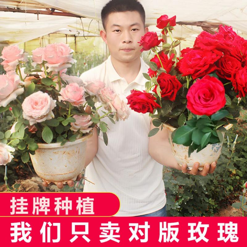 云南昆明玫瑰花苗老桩3颗6颗红玫瑰老根月季花苗四季开花花卉客厅 - 图2