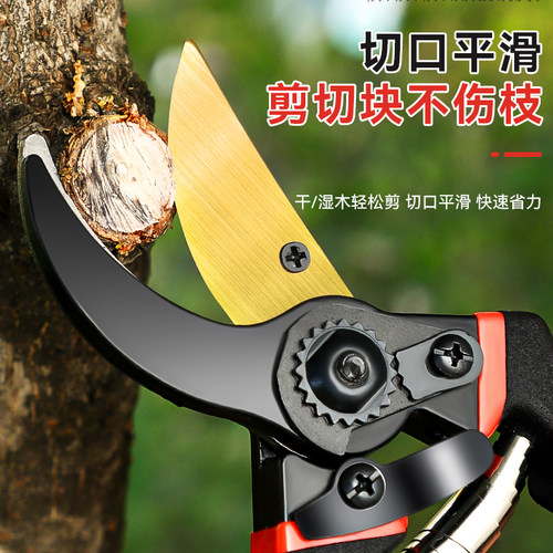 剪枝剪刀剪树枝专用剪子强力花艺果树修剪园林园艺粗枝剪修枝盆景 - 图2