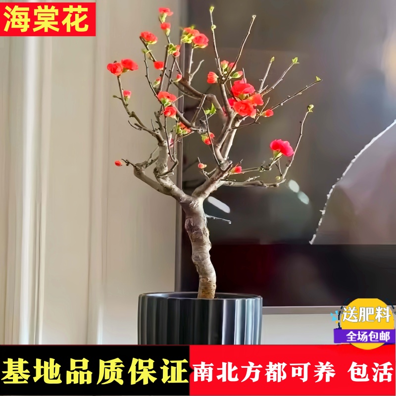 海棠花盆栽树苗大花盆景西府重瓣老桩庭院阳台绿植物室内花卉好养 - 图0