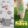 Dog lawn toilet simulation pee pad lure