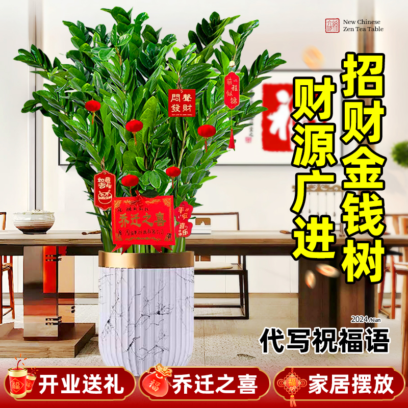 大型绿植金钱树盆栽客厅旺宅树发财树乔迁摆件真花植物摆放新居 - 图2