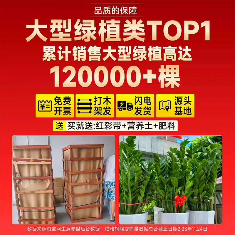 大型绿植金钱树盆栽客厅旺宅树发财树乔迁摆件真花植物摆放新居 - 图3