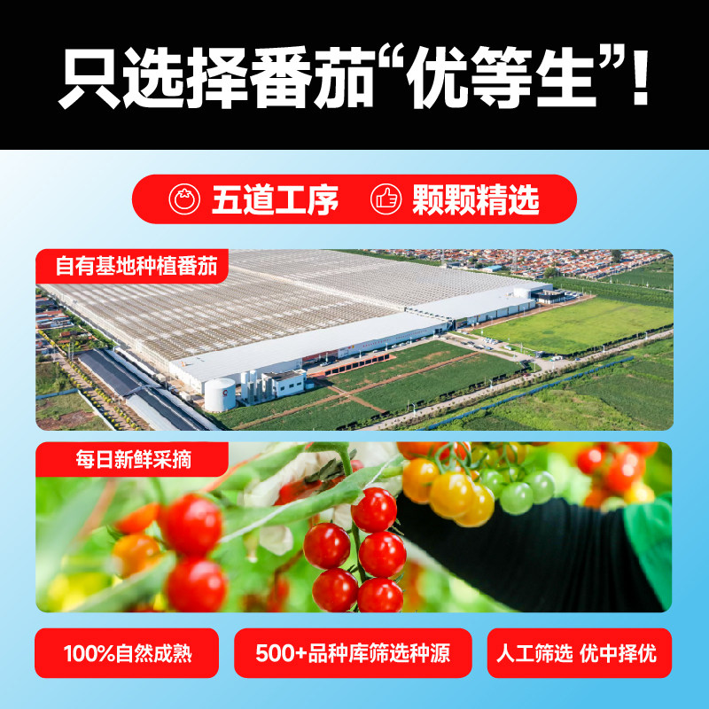 【一颗大】串番茄串收红黄樱桃西红柿新鲜自然熟孕妇水果生吃柿子,淘宝优惠券,粉丝福利购,淘宝优惠卷