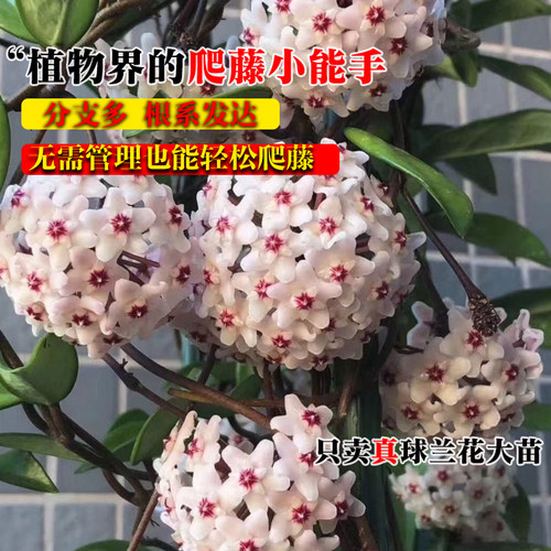 球兰带花大苗羊脂玉球兰花盆栽贝拉卷心叶四季攀援爬藤植物开花卉 - 图2