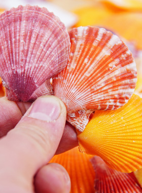 天然彩贝扇贝壳手工幼儿园学校diy装饰摆件摄影家居水族鱼缸造景