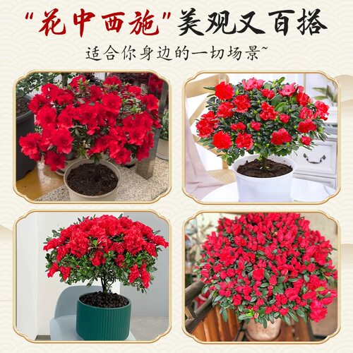 杜鹃花盆栽四季好养老桩树苗带花苞室内室外阳台花卉鲜花苗绿植物 - 图3