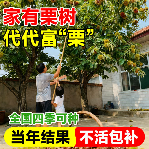 板栗苗树南方北方种植板栗树嫁接苗庭院当年结果板栗树果苗特大号 - 图2