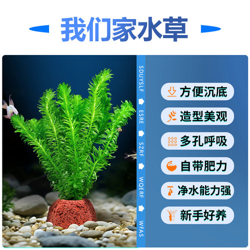 火山石水草植物鱼缸造景专用水培阴性蜈蚣草绿菊真草增氧绿植摆件 - 图3