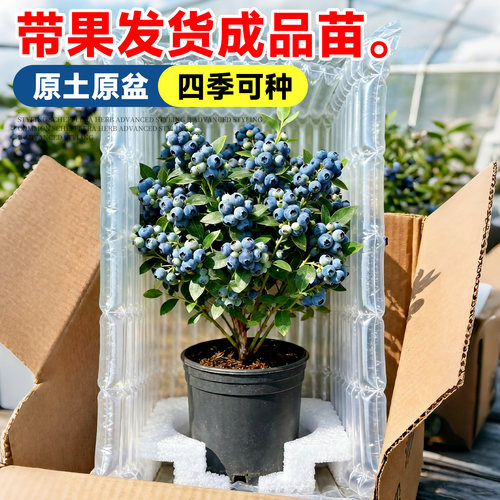 蓝莓树果苗盆栽蓝梅树苗带大果草莓室内耐寒南北方车厘子四季结果 - 图1