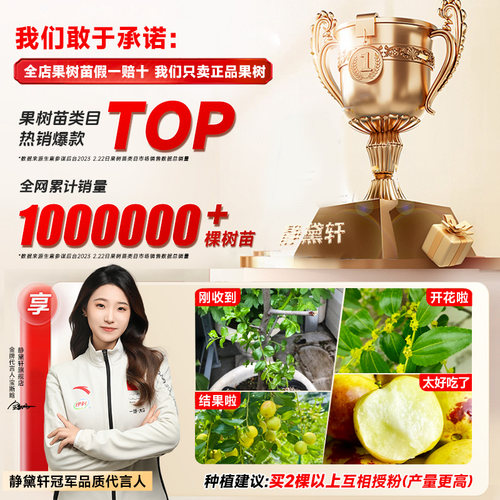 枣树活苗大枣超甜带土球南北方沾化冬枣大树矮化嫁接苗超甜特大号 - 图3