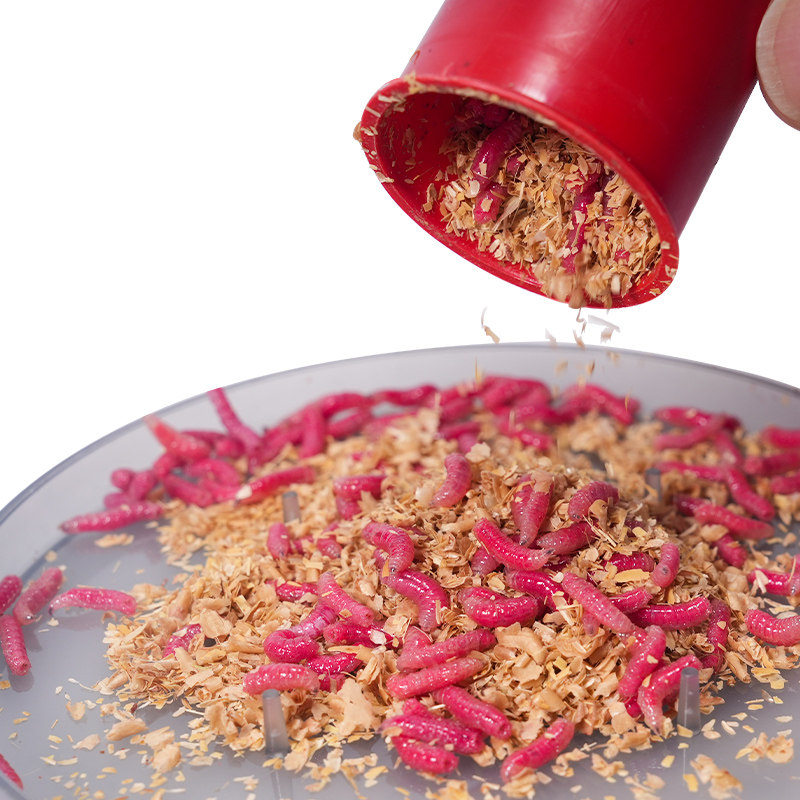 鲜活红蛆虫活饵鱼饵野钓神饵户外野钓饵料溪流河流爆护饵红曲虫,淘宝优惠券,粉丝福利购,淘宝优惠卷