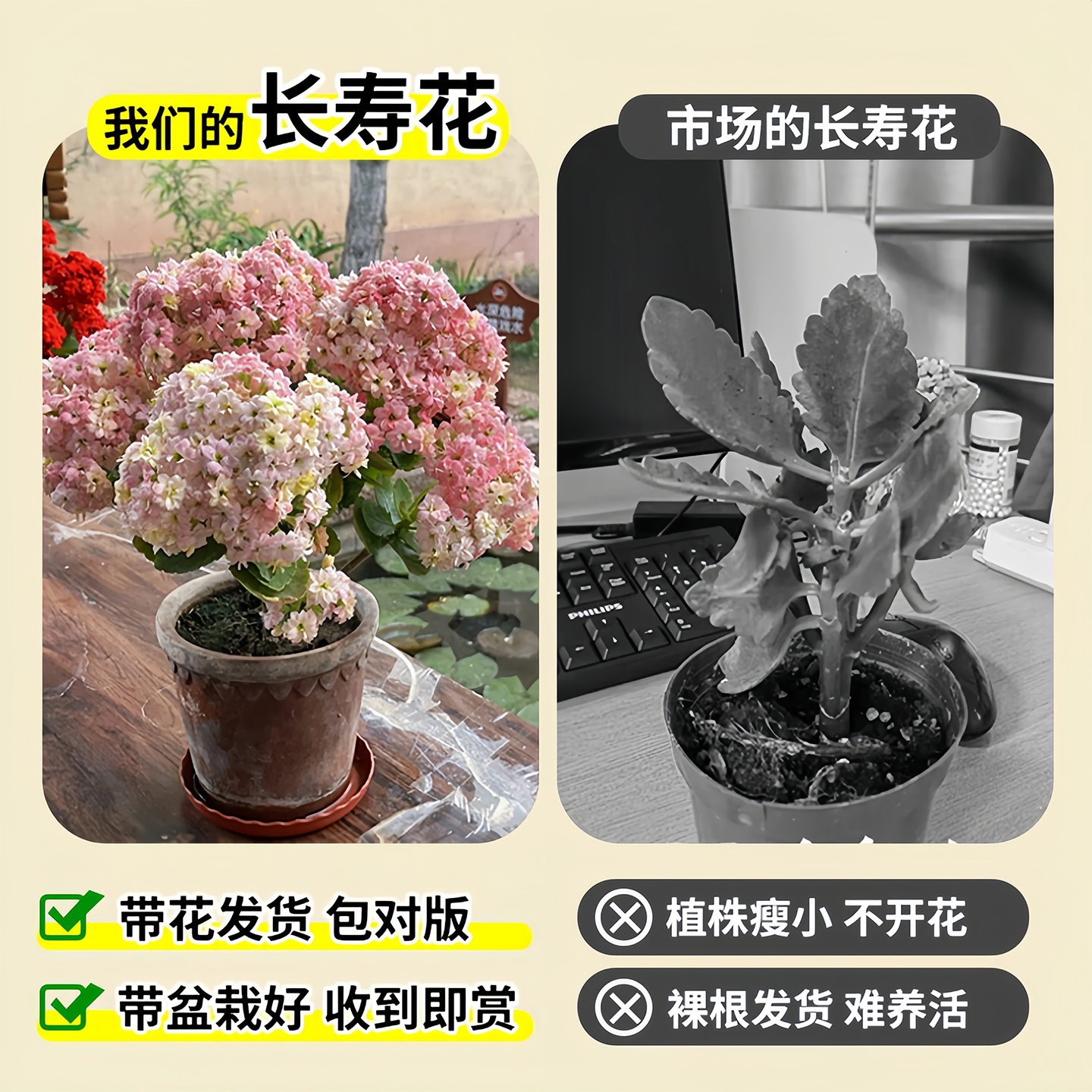 长寿花盆栽重瓣带花苞花苗四季金狐狸大花桌面开花好养活花卉植物 - 图1