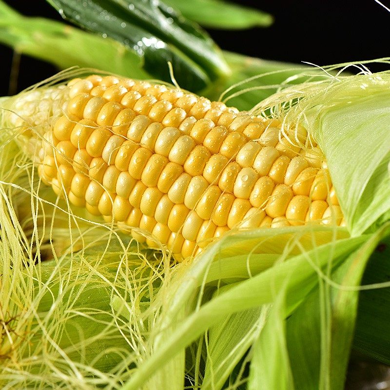 现摘云南金银双色水果玉米新鲜甜玉米嫩玉米新鲜玉米棒9斤包邮D5 - 图0
