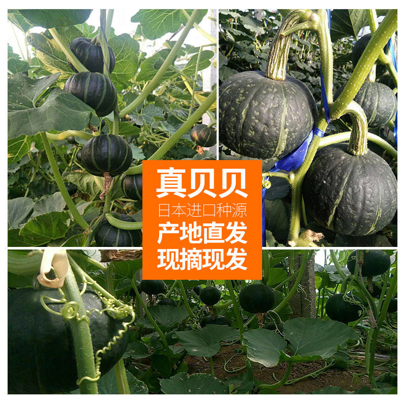 正宗贝贝南瓜粉糯板栗味老瓜小南瓜蔬菜孕妇宝宝辅食农家自种早餐,淘宝优惠券,粉丝福利购,淘宝优惠卷