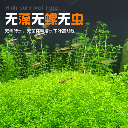 高珍珠草水草杯无菌杯日本高珍珠植物鱼缸造景阴性爬地矮草坪专用 - 图1