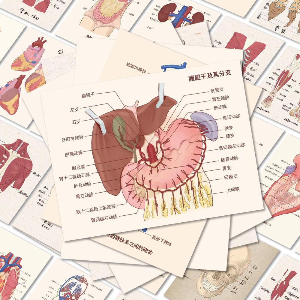 50张人体结构组织器官贴纸学生知识创意手机壳笔记本装饰防水贴画粘贴-图0