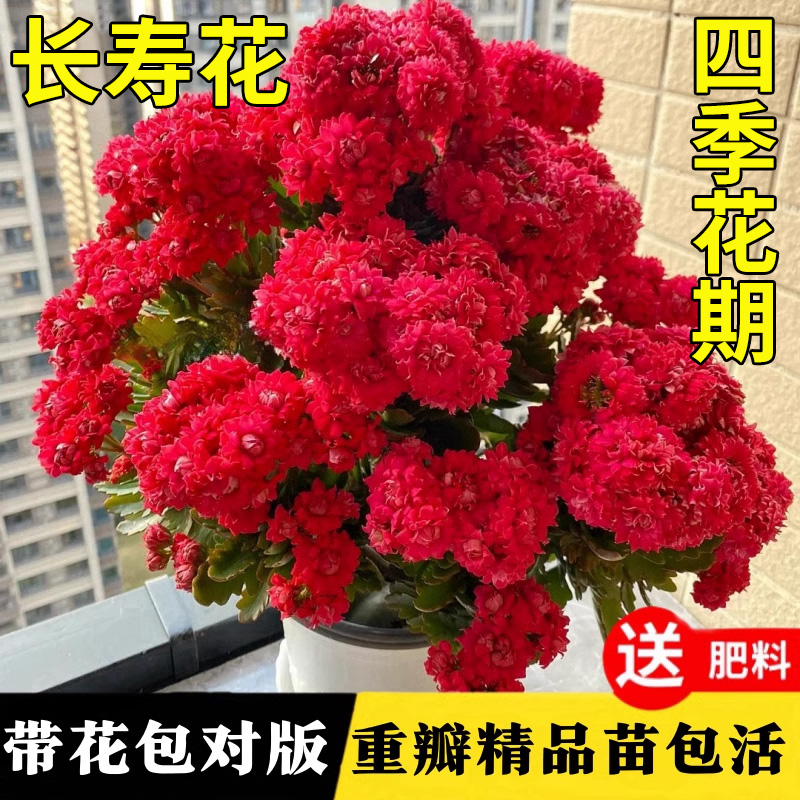 长寿花盆栽重瓣带花苞花苗四季金狐狸大花桌面开花好养活花卉植物 - 图0