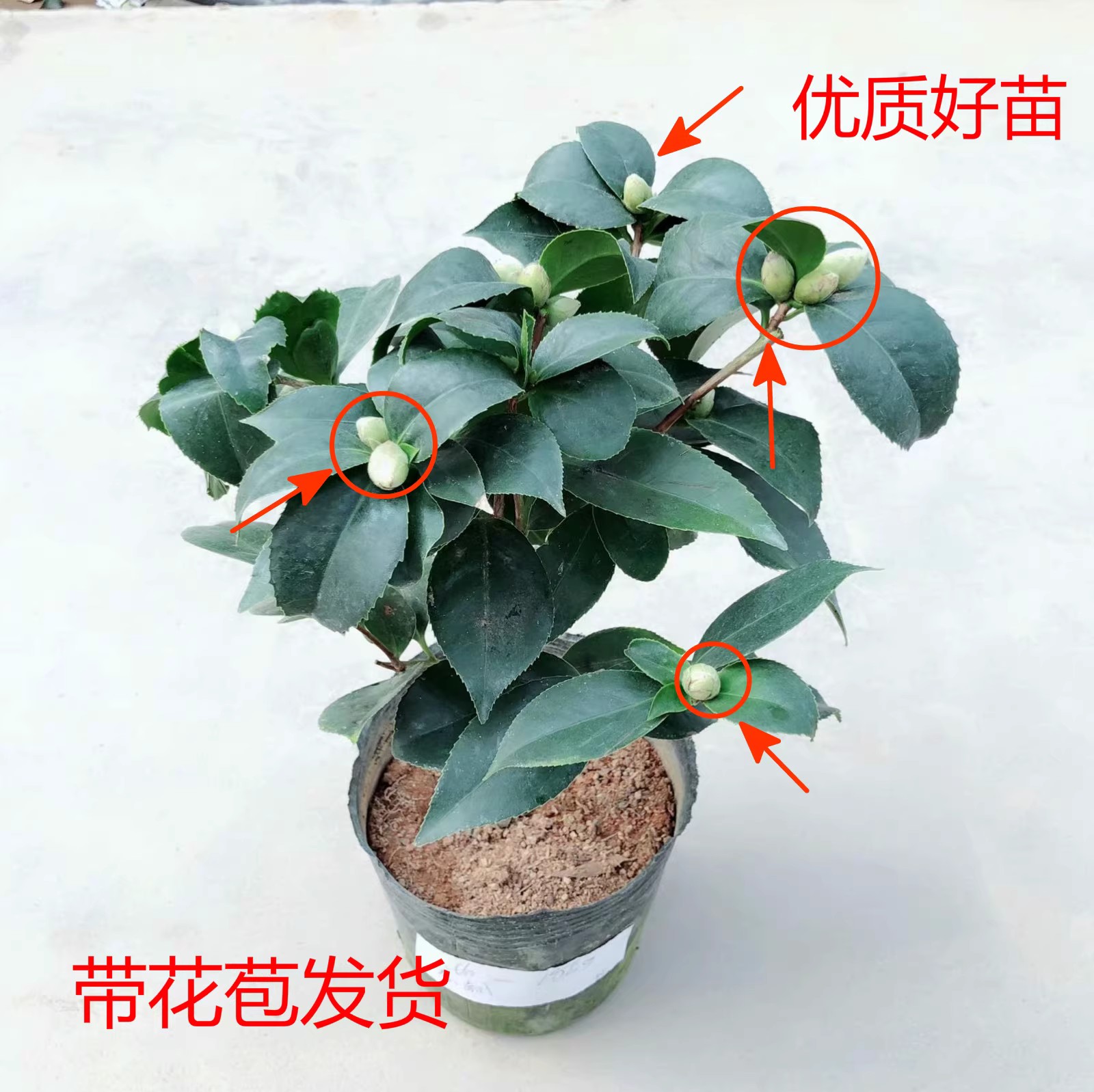 带花苞茶花盆栽四季树苗山茶花苗室内植物好养五色赤丹花卉观赏