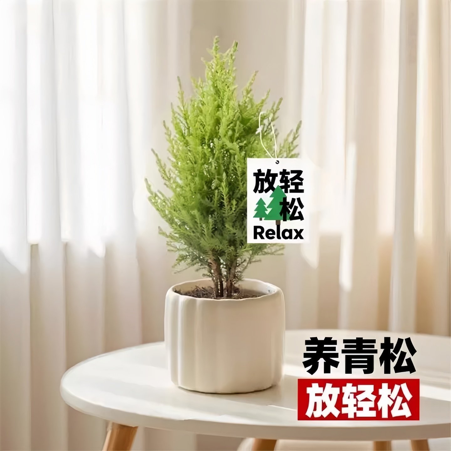 香冠柏小香松盆栽植物四季绿植阳台室内室外好养圣诞树宝塔松树苗,淘宝优惠券,粉丝福利购,淘宝优惠卷