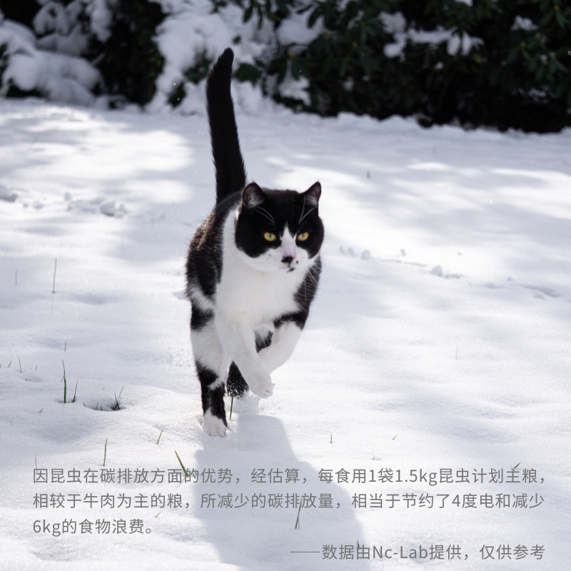 昆虫计划主食猫条湿粮全价猫粮鸡肉昆虫味成猫粮幼猫罐头慕斯肉泥,淘宝优惠券,粉丝福利购,淘宝优惠卷