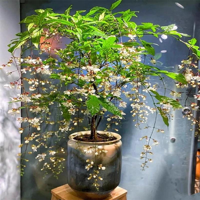 垂丝茉莉浓香型盆栽垂枝茉莉绿植泰国进口红色花卉四季开花室内外 - 图0