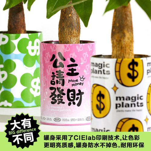 神奇植物情绪稳定发财树盆栽室内桌面工位好养绿植生日乔迁礼物 - 图2