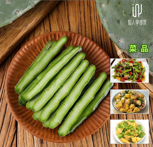 仙人掌部落 墨西哥米邦塔食用仙人掌  可以吃的梨果仙人掌嫩片 - 图2