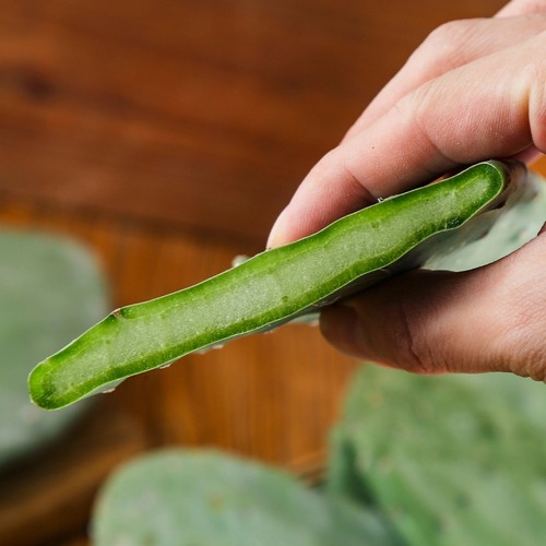仙人掌部落 墨西哥米邦塔食用仙人掌  可以吃的梨果仙人掌嫩片 - 图1